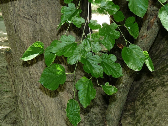 {Morus alba}
